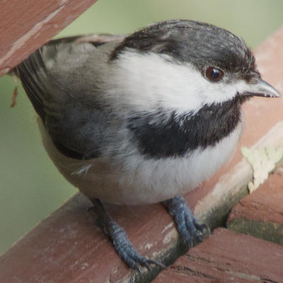 Featured bird photo