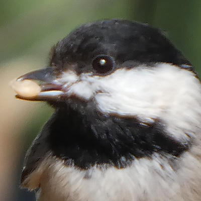 Featured bird photo
