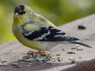 1 star photos, 5 star birds