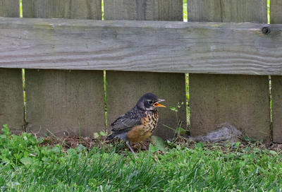 2 star photos, 5 star birds