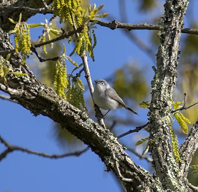 3 star photos, 5 star birds
